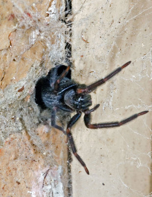 Black House Spider