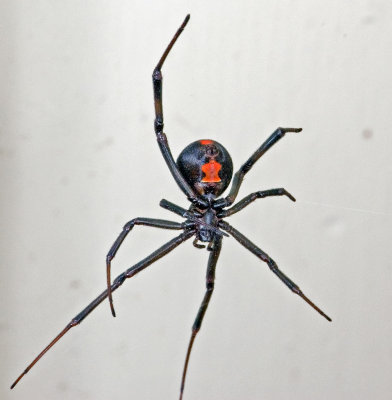 Redback Spider (underside)