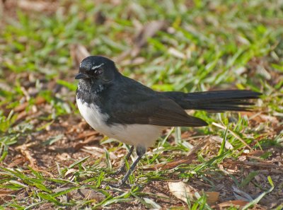 Willie or Willy Wagtail (Rhipidura leucophrys)