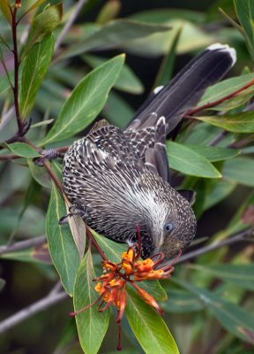 Brush Wattlebird (Anthochaera chrysoptera)