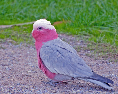 Galah (Eolophus roseicapilla)