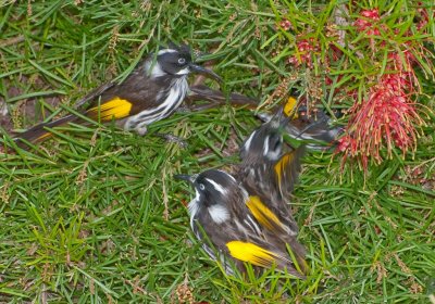 New Holland Honeyeater (Phylidonyris novaehollandiae)