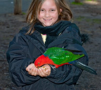 Australian King Parrot  and friend