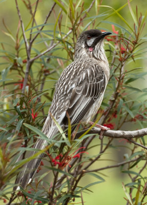 Red Wattlebird (Anthochaera carunculata)