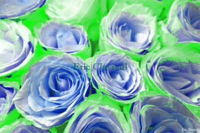 Vert et bleu, roses imaginaires