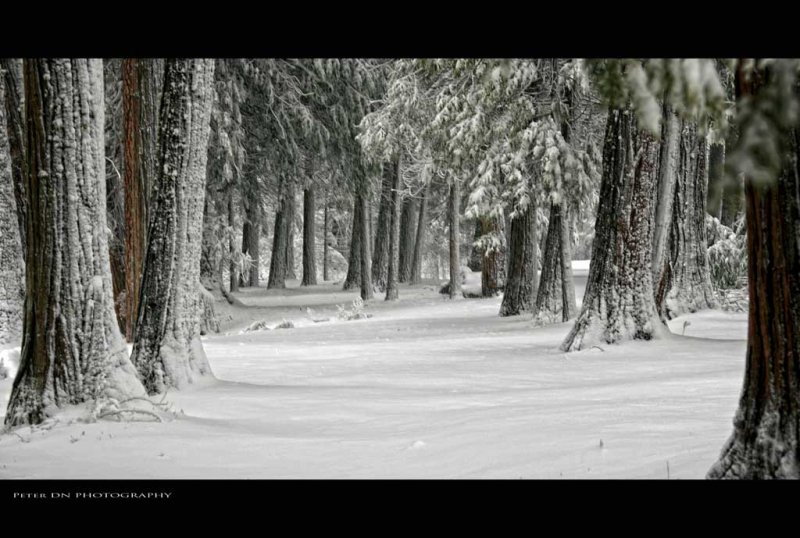 SOLITUDE
