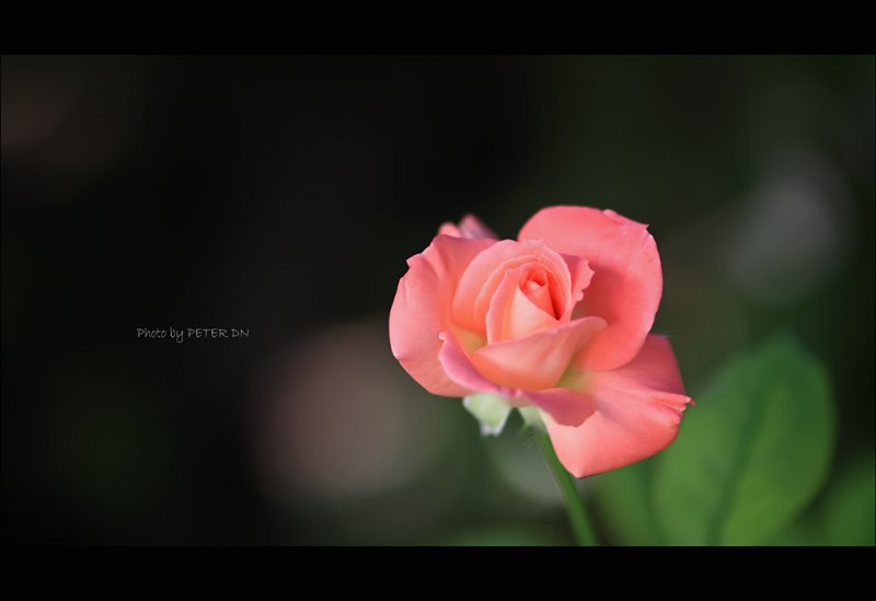 IMG_7599.jpg