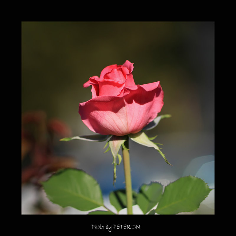 IMG_7644.jpg