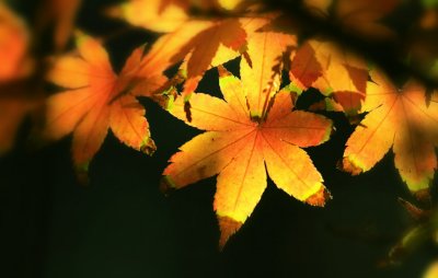 IMG_2319.jpg