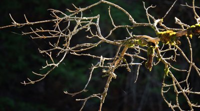 IMG_2823.jpg