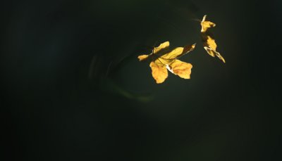 IMG_2839.jpg