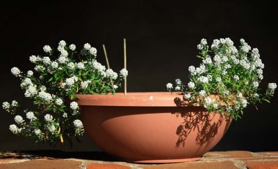 IMG_4867.jpg