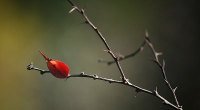 IMG_5217.jpg