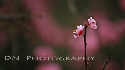 Cherry Blossom