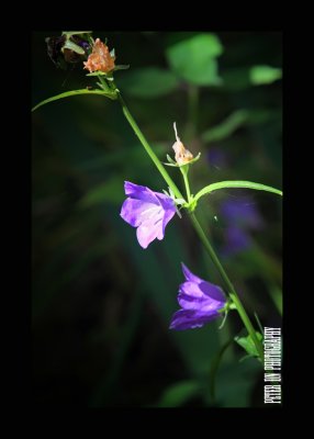 IMG_6003.jpg