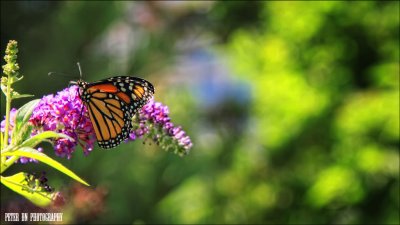 IMG_6615.jpg