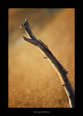 IMG_7690.jpg
