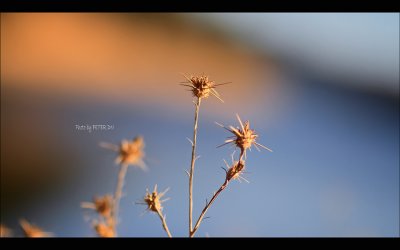 IMG_7691.jpg