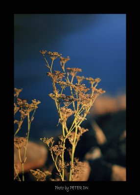 IMG_7694.jpg