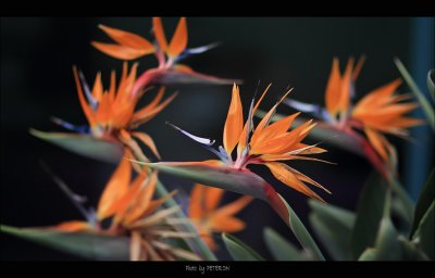 IMG_7737.jpg