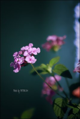 IMG_7784.jpg
