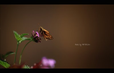 IMG_7793.jpg