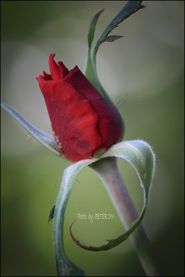 IMG_7839.jpg