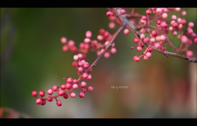 IMG_7869.jpg