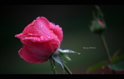 IMG_7896.jpg
