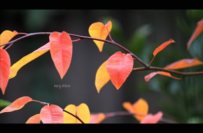 FALL COLOR in SAN JOSE 2010