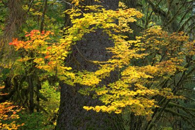 Big Maple - Hoh Rainforest - Washington