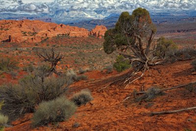 Old Pine Looks On - Arches National Park - Utah