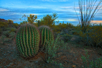 Barrel Cactus - Gilbert Ray County Park - Tucsan, Arizona