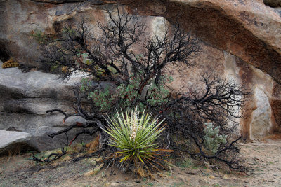 Manzanita and Yucca - Yoshua Tree National Park