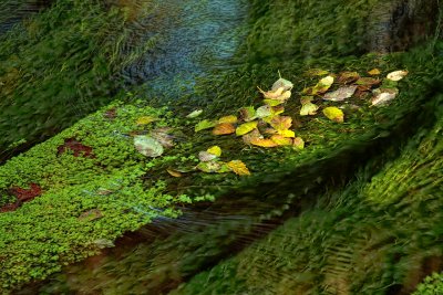 Leaves In Creek- Hoh Rainforest - Washington