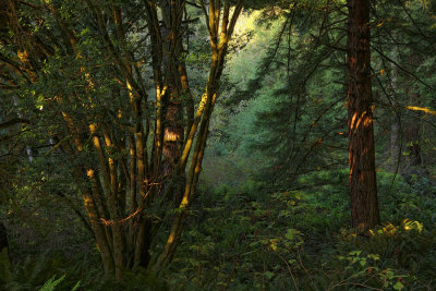 Light From Above - Prairie Redwoods - California