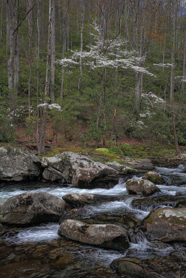 Cascade and Dogwoods - Smokey Mountain National Park