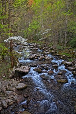 Dogwoods Along Stream- Smokey Mountain NP