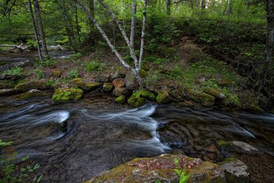 Deep Creek Tributary- Smokey Mountain National Park