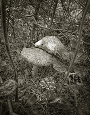 Hidden Mushrooms - Upper Michigan