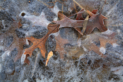 Leaves in Ice - My Pond - Wisconsin