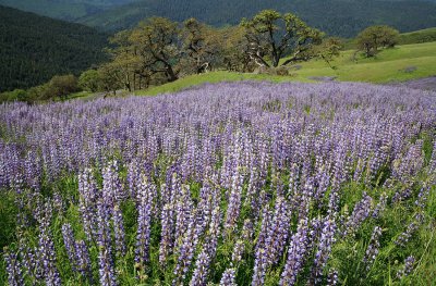 Lupines and Oaks - Northern California