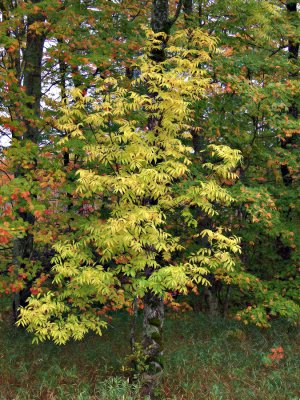 Golden Leaves - Upper Michigan