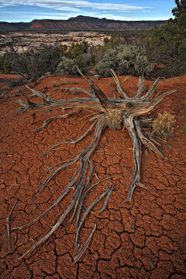 Pine Branches - Natural Bridges - Utah