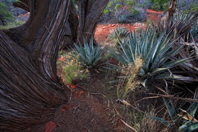 Pine and Agave - Sedona, Arizona