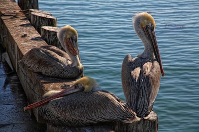 Pelicans - CA