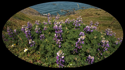 Lupines On the Coast - Cape Ferrelo - Oregon