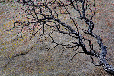 Manzanita Branch - Joshua Tree National Park
