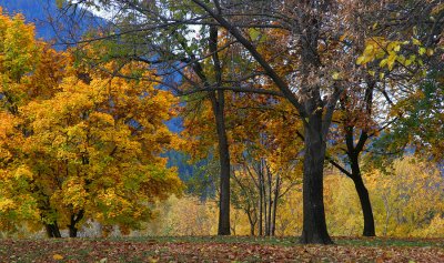 Fall Color - Idaho