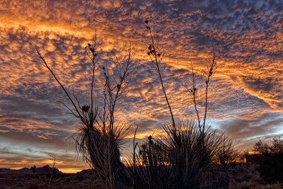 Yucca Sky - Elephant Butte State Park, New Mexico